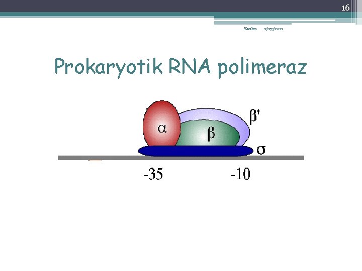 16 Yazılım 2/23/2021 Prokaryotik RNA polimeraz 