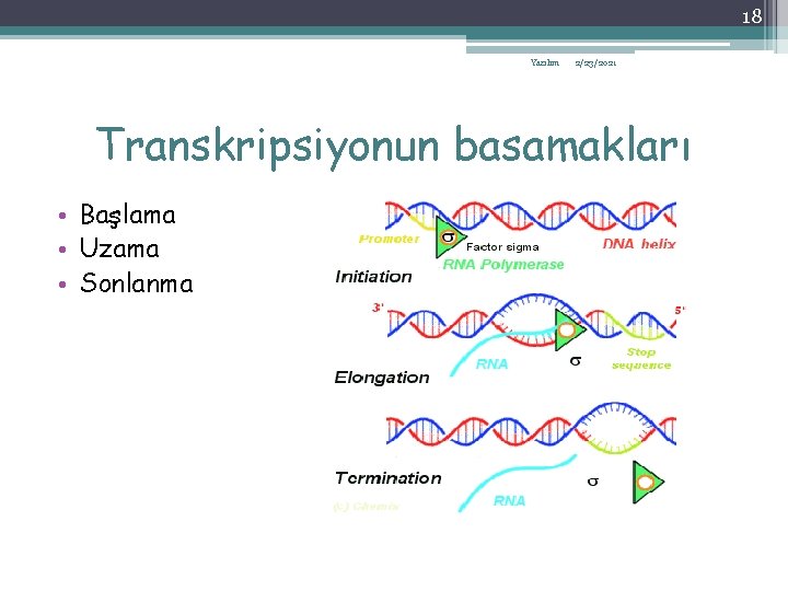 18 Yazılım 2/23/2021 Transkripsiyonun basamakları • Başlama • Uzama • Sonlanma 