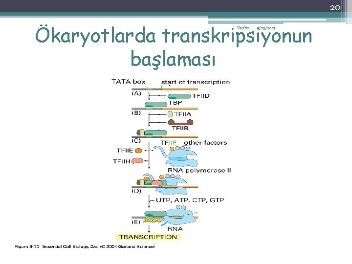 20 Ökaryotlarda transkripsiyonun başlaması Yazılım 2/23/2021 