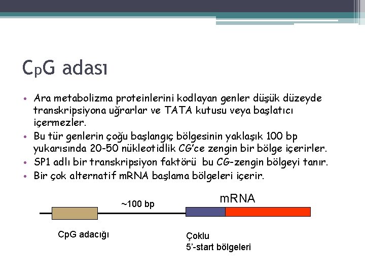 Cp. G adası • Ara metabolizma proteinlerini kodlayan genler düşük düzeyde transkripsiyona uğrarlar ve