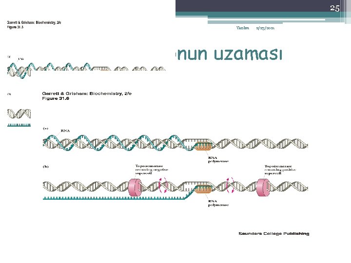 25 Yazılım 2/23/2021 Transkripsiyonun uzaması 