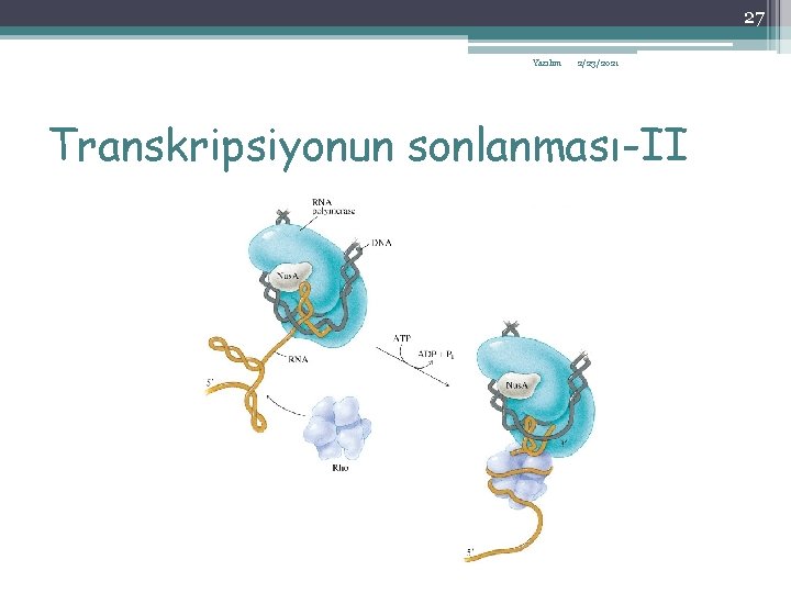 27 Yazılım 2/23/2021 Transkripsiyonun sonlanması-II 