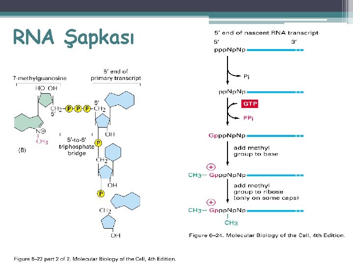 RNA Şapkası 