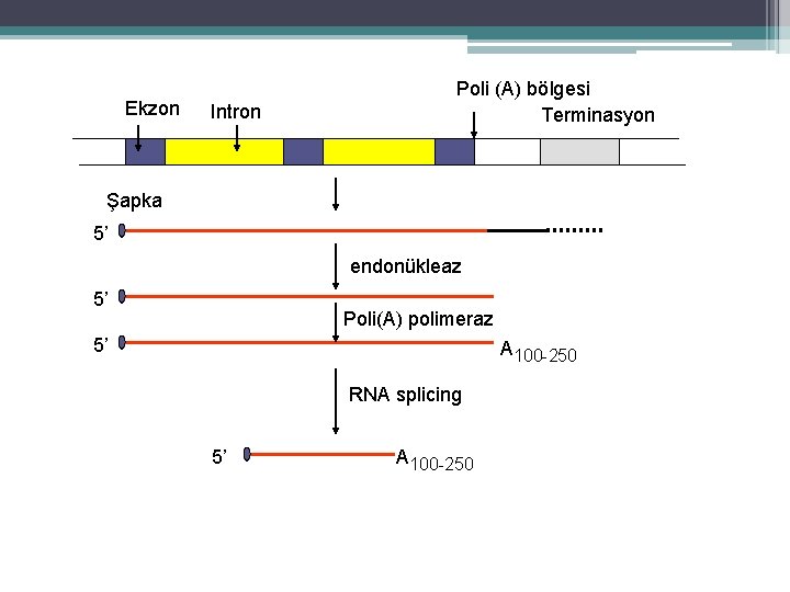 Ekzon Intron Poli (A) bölgesi Terminasyon Şapka 5’ endonükleaz 5’ Poli(A) polimeraz 5’ A