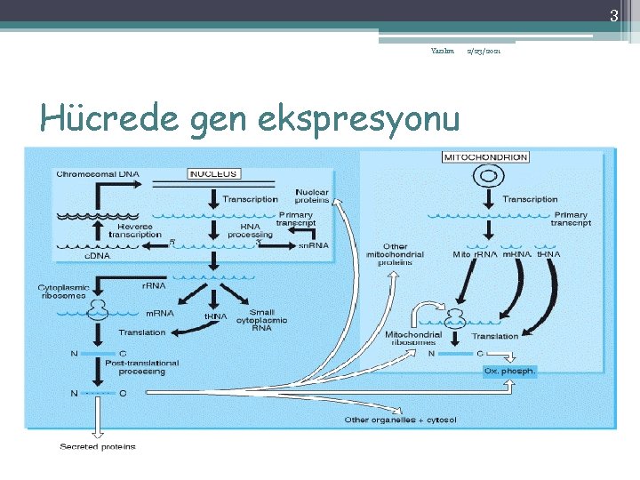 3 Yazılım Hücrede gen ekspresyonu 2/23/2021 