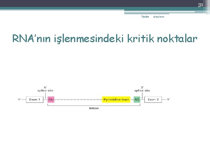 31 Yazılım 2/23/2021 RNA’nın işlenmesindeki kritik noktalar 