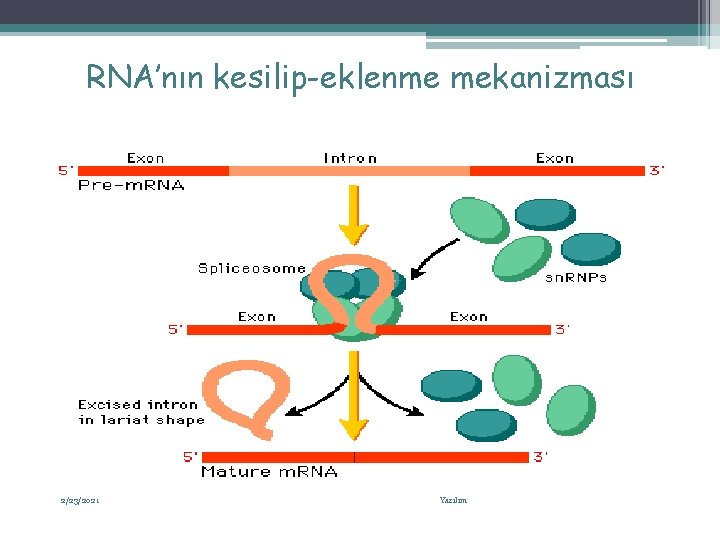 RNA’nın kesilip-eklenme mekanizması 2/23/2021 Yazılım 32 