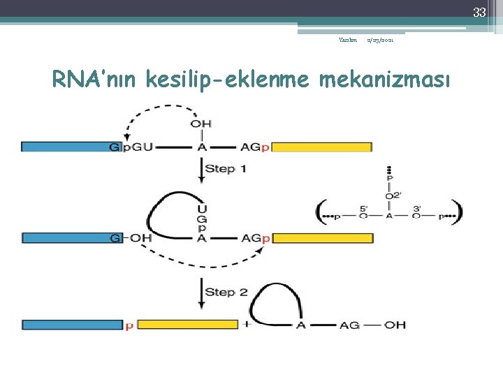 33 Yazılım 2/23/2021 RNA’nın kesilip-eklenme mekanizması 