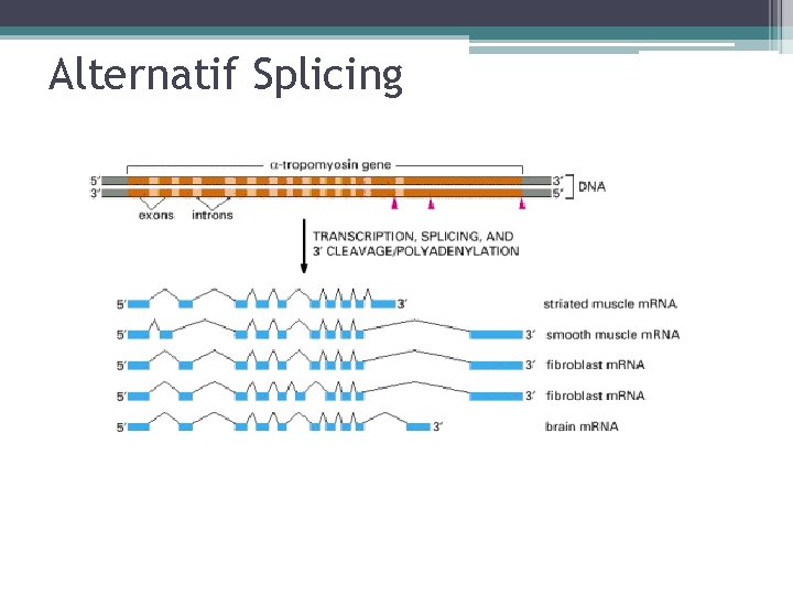 Alternatif Splicing 