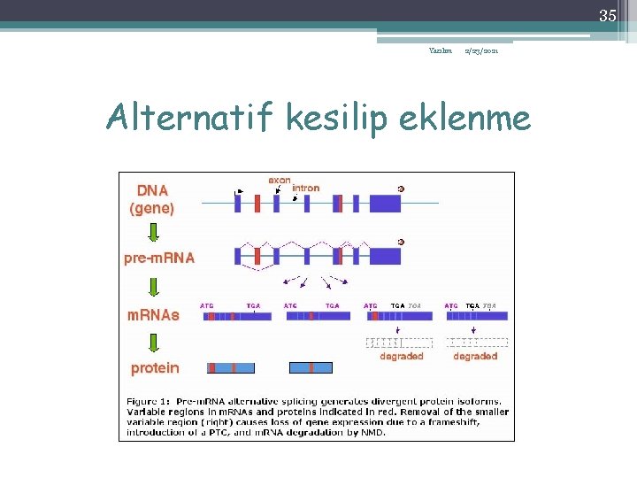 35 Yazılım 2/23/2021 Alternatif kesilip eklenme 