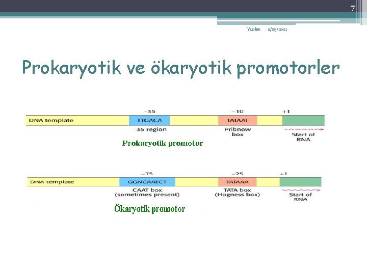 7 Yazılım 2/23/2021 Prokaryotik ve ökaryotik promotorler 