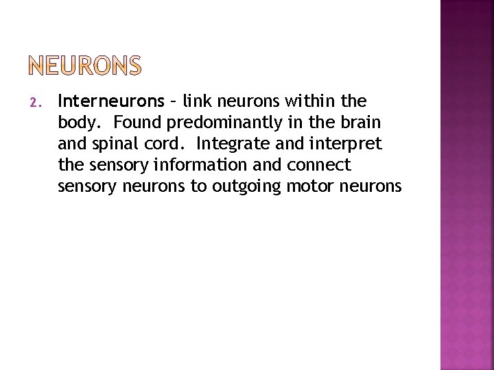 2. Interneurons – link neurons within the body. Found predominantly in the brain and