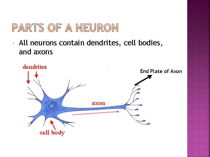  All neurons contain dendrites, cell bodies, and axons End Plate of Axon 