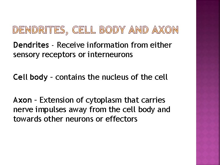 Dendrites - Receive information from either sensory receptors or interneurons Cell body – contains