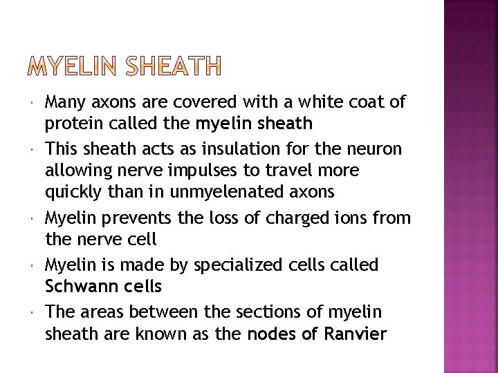  Many axons are covered with a white coat of protein called the myelin