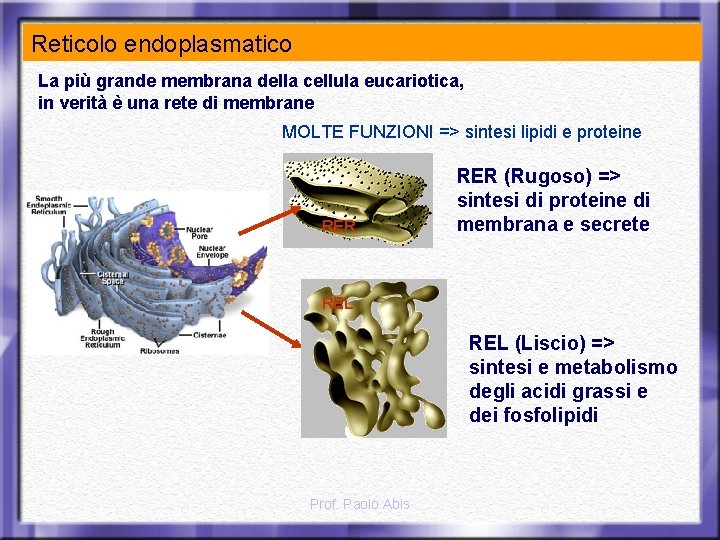 Reticolo endoplasmatico La più grande membrana della cellula eucariotica, in verità è una rete