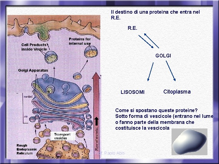 Il destino di una proteina che entra nel R. E. GOLGI LISOSOMI Citoplasma Come