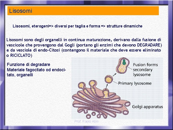Lisosomi, eterogeni=> diversi per taglia e forma => strutture dinamiche Lisosomi sono degli organelli
