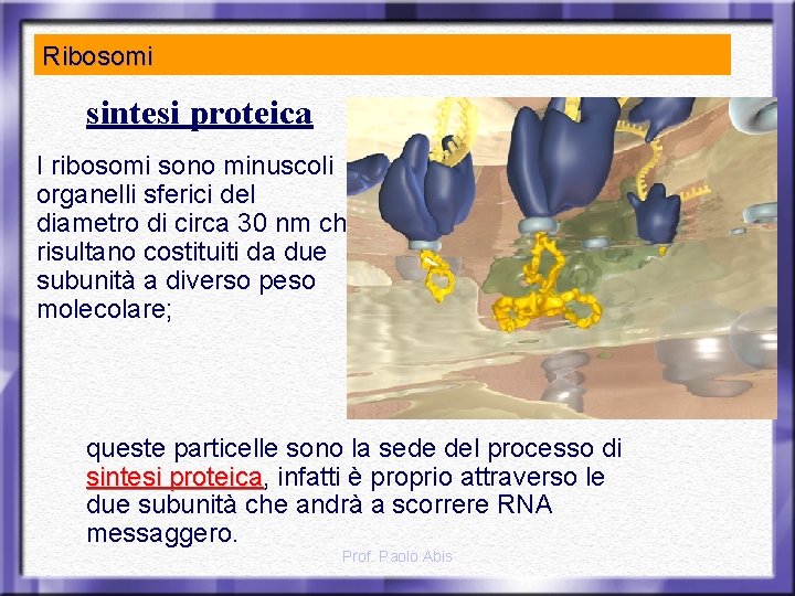Ribosomi sintesi proteica I ribosomi sono minuscoli organelli sferici del diametro di circa 30
