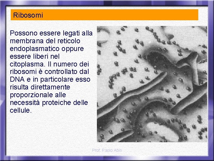 Ribosomi Possono essere legati alla membrana del reticolo endoplasmatico oppure essere liberi nel citoplasma.