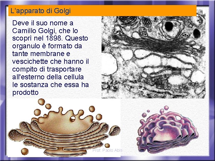 L’apparato di Golgi Deve il suo nome a Camillo Golgi, che lo scoprì nel