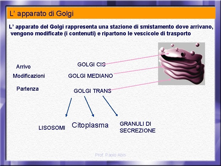 L’ apparato di Golgi L’ apparato del Golgi rappresenta una stazione di smistamento dove
