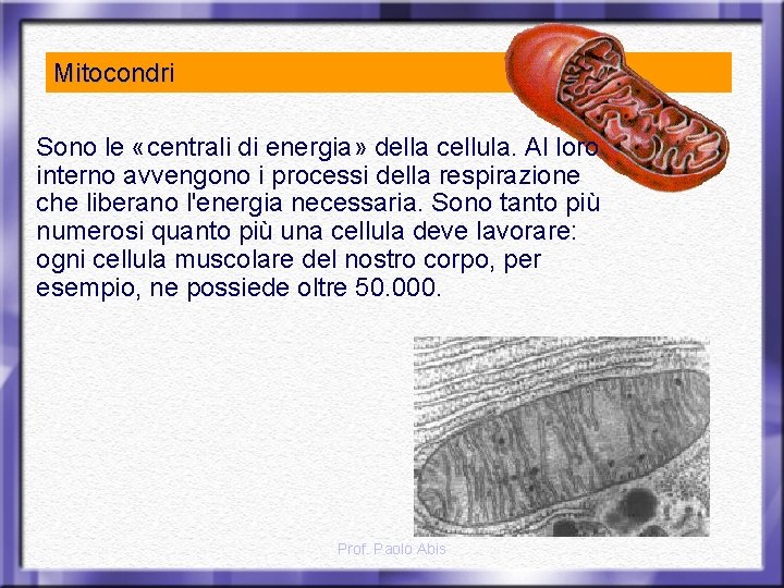 Mitocondri Sono le «centrali di energia» della cellula. Al loro interno avvengono i processi