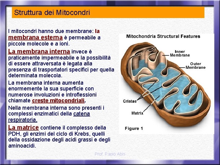 Struttura dei Mitocondri I mitocondri hanno due membrane: la membrana esterna è permeabile a