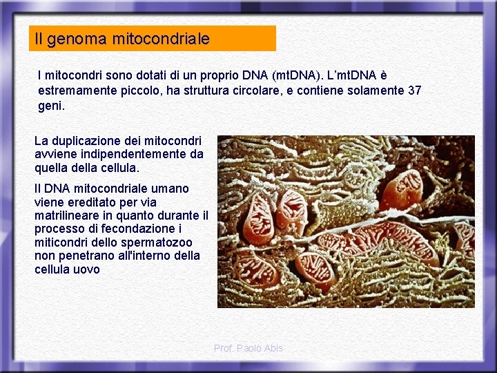 Il genoma mitocondriale I mitocondri sono dotati di un proprio DNA (mt. DNA). L’mt.