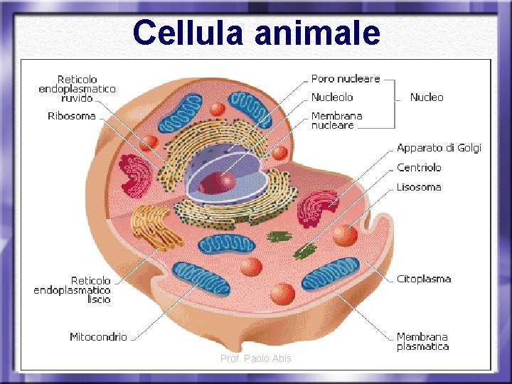 Cellula animale Prof. Paolo Abis 