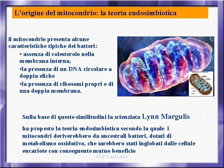 L'origine del mitocondrio: la teoria endosimbiotica il mitocondrio presenta alcune caratteristiche tipiche dei batteri: