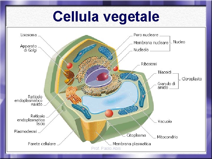 Cellula vegetale Prof. Paolo Abis 
