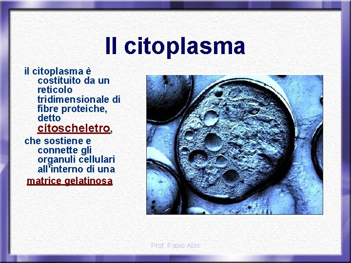 Il citoplasma il citoplasma è costituito da un reticolo tridimensionale di fibre proteiche, detto