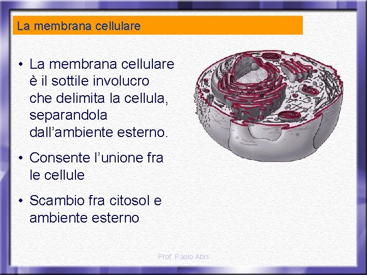 La membrana cellulare • La membrana cellulare è il sottile involucro che delimita la
