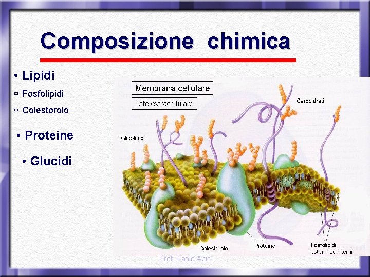 Composizione chimica • Lipidi ù Fosfolipidi ù Colestorolo • Proteine • Glucidi Prof. Paolo
