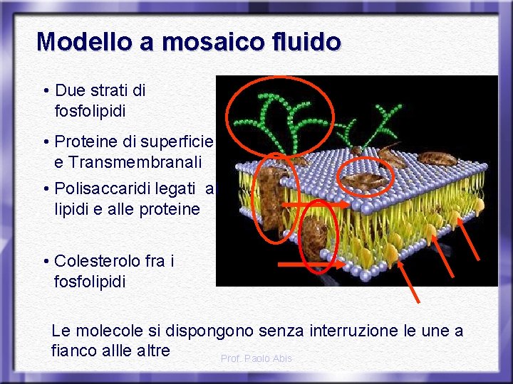Modello a mosaico fluido • Due strati di fosfolipidi • Proteine di superficie e