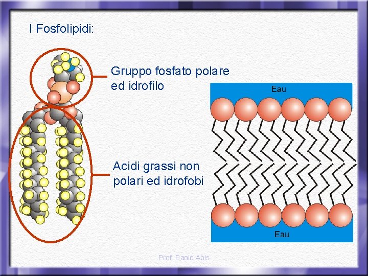 I Fosfolipidi: Gruppo fosfato polare ed idrofilo Acidi grassi non polari ed idrofobi Prof.