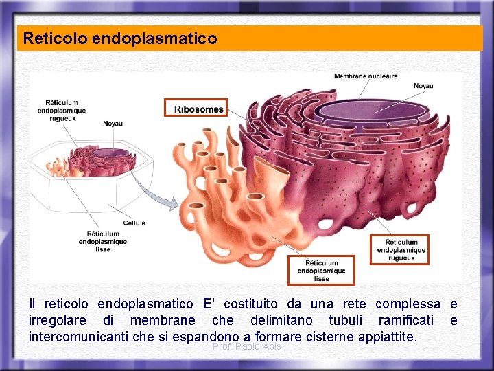 Reticolo endoplasmatico Il reticolo endoplasmatico E' costituito da una rete complessa e irregolare di