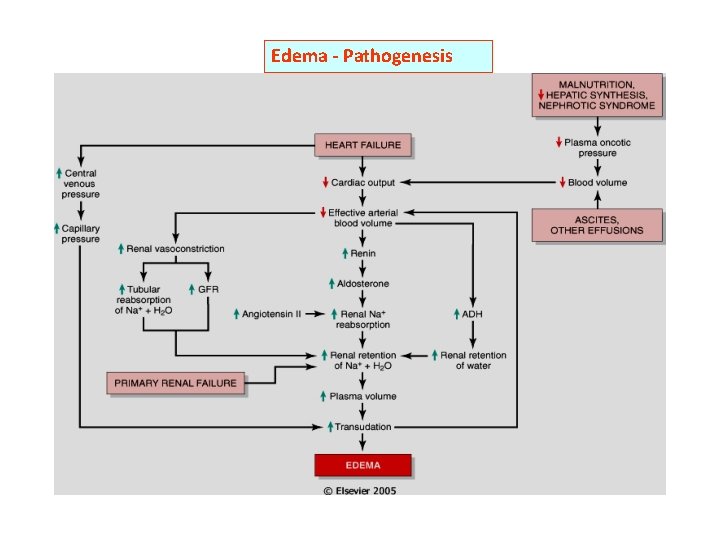 Edema - Pathogenesis Edema - Pathogenesis