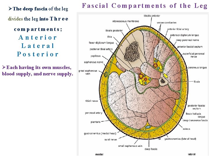 ØThe deep fascia of the leg divides the leg into T h r e
