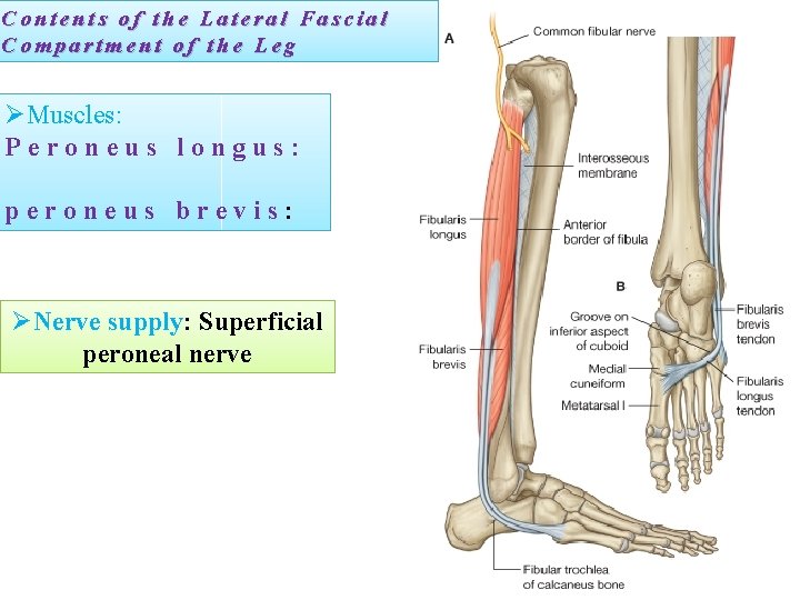Contents of the Lateral Fascial Compartment of the Leg ØMuscles: Peroneus longus: peroneus brevis: