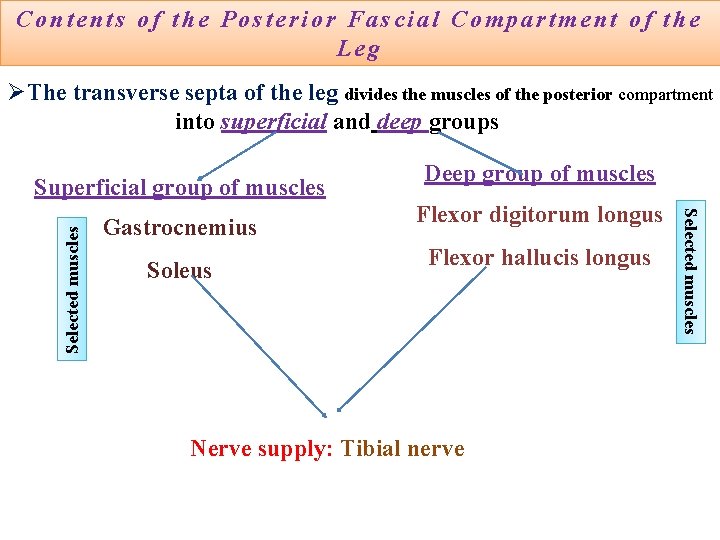 Contents of the Posterior Fascial Compartment of the Leg ØThe transverse septa of the