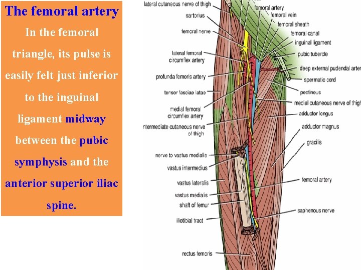 The femoral artery In the femoral triangle, its pulse is easily felt just inferior