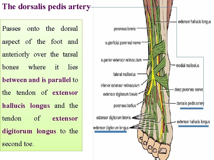 The dorsalis pedis artery Passes onto the dorsal aspect of the foot and anteriorly