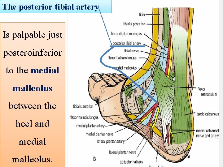 The posterior tibial artery Is palpable just posteroinferior to the medial malleolus between the