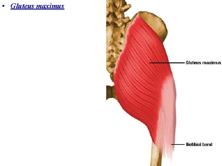  • Gluteus maximus 