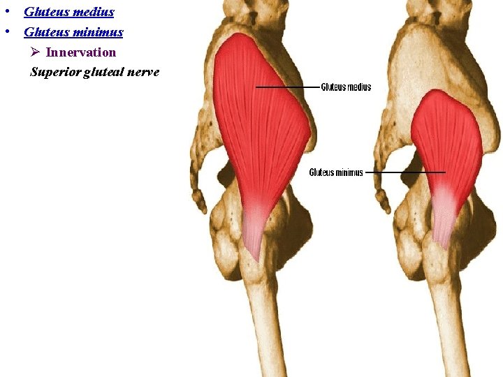  • Gluteus medius • Gluteus minimus Ø Innervation Superior gluteal nerve 