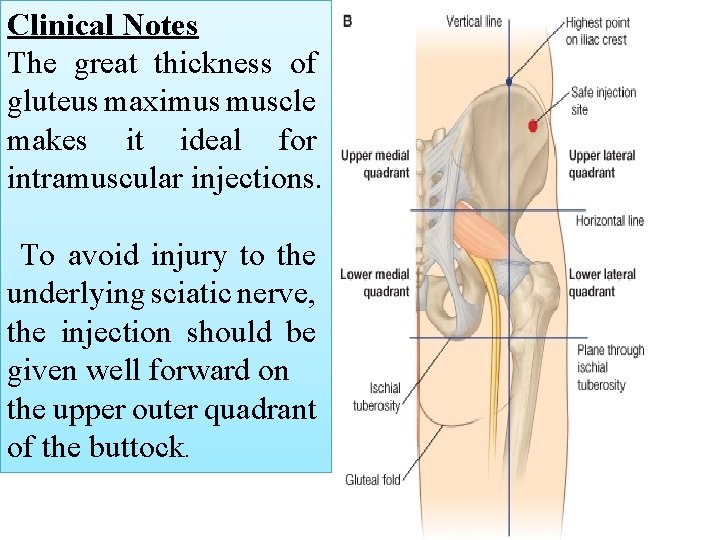 Clinical Notes The great thickness of gluteus maximus muscle makes it ideal for intramuscular