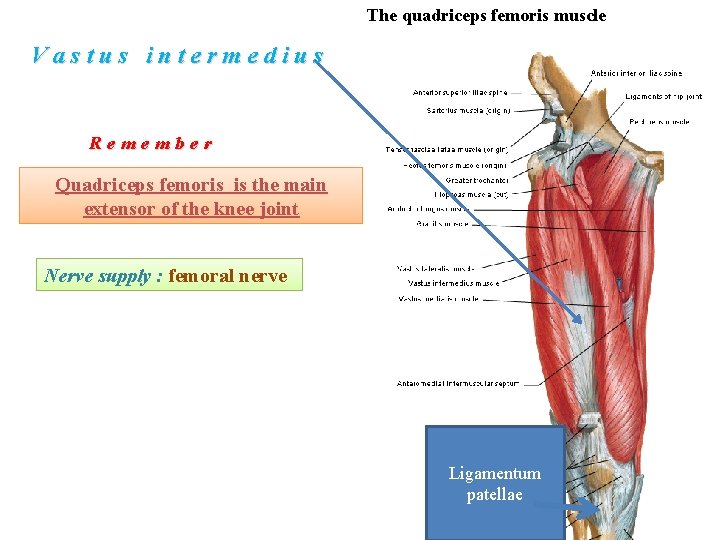 The quadriceps femoris muscle Vastus intermedius Remember Quadriceps femoris is the main extensor of