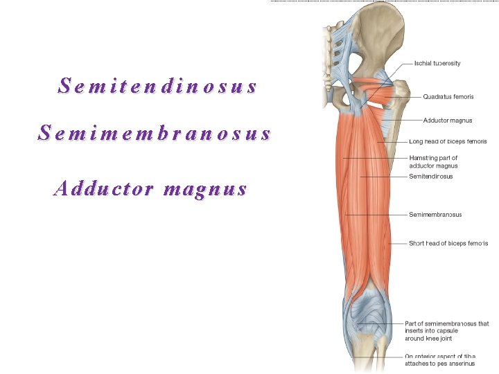 Semitendinosus Semimembranosus Adductor magnus 